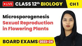 Microsporogenesis  Sexual Reproduction in Flowering Plants  Class 12 Biology Chapter 1  LIVE [upl. by Callahan]