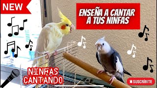 NINFAS CANTANDO 🎶birds ninfa ninfas aves nymph slowed calopsita new newvideo birdsounds [upl. by Atirec]