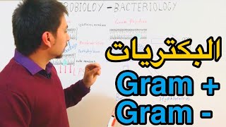 Microbiology Gram positive vs Gram negative شرح مقارنة بين انواع البكتيريا [upl. by Norb126]