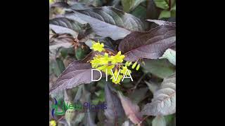 Diervilla splendens Diva [upl. by Durgy]