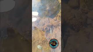 Aquatic critters fypシ゚viral fishing crawdaddyadventures freshwaterfish crawdaddyroddhooks [upl. by Adnahs]