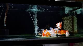 Goldfish Tank with Black Background and Crystal Clear Water 4K [upl. by Ahsikad476]