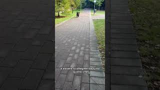 Avere un cane “collegato”… youtube cane labrador dog youtubeshorts love [upl. by Eednus]