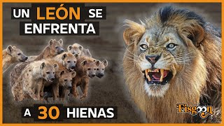 El Rey León Contra 30 Hienas [upl. by Iramaj704]