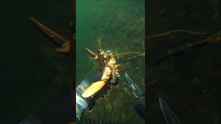 Lobster season Norway🦞lobster spearfishing [upl. by Strohben]