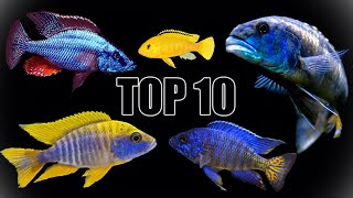 Our Top 10 Favorite African Cichlids [upl. by Idnim]