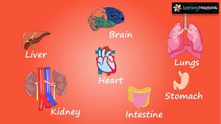 Internal body parts and their functions  Internal Organs of the Body  Class 4 EVS [upl. by Eedahs362]