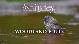 Dan Gibson’s Solitudes  Source of Peace  Woodland Flute [upl. by Christophe]