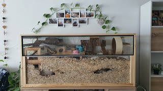 Gerbil CageEnclosure Tour [upl. by Annawek]