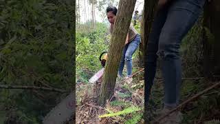 I am very serious about chopping wood chainsaws hardware tools viralvideo foryou [upl. by Nilatak]