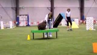 Dog agility [upl. by Montfort713]