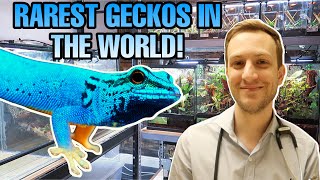 ELECTRIC BLUE DAY GECKOS  DR BROWNS REPTILE ROOM TOUR [upl. by Yeltrab883]