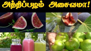 💥அத்திப்பழம் அசைவமா  benefits tamil figfruit [upl. by Lehcim590]