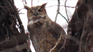 Great Horned Owl Hooting Territorial Evening Call At Sunset [upl. by Honoria]