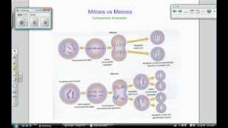 meiosis part 3 mitosis vs meiosis [upl. by Cyna]