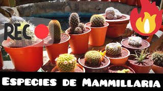 Especies de Mammillaria y sus nombres 🌵🙂🐢 [upl. by Ehsiom304]