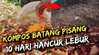 Kompos Batang Pisang 10 Hari sudah HancuRR⁉️😲 Begini Caranya  pupukpembenahtanahorganik [upl. by Esme]