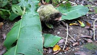 Perezoso caido de un árbol  Sloth after falling from a tree [upl. by Hibben]