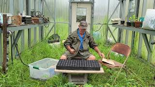 Planting bunching onions during the hurricane [upl. by Yetty945]