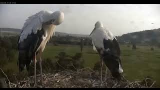 LindheimD A drone was looking at the stork nest 20240831 [upl. by Ailssa]