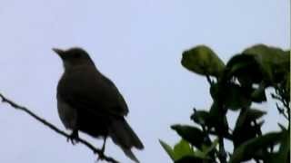 Claycolored Thrush Yigüirro  Turdus grayi [upl. by Noirad]