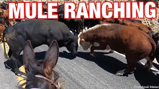 Calf falls down drain 25 mile mule cattle drive Mule Ranching Vlog 3 [upl. by Fates]