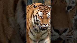 Tiger sound tiger animalshort shortvideo youtubeshort [upl. by Assirehs186]