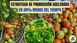 COSECHA DE TOMATES EN 65 DÍAS Método para cultivar tan rápido que no lo creerás [upl. by Hsirehc360]