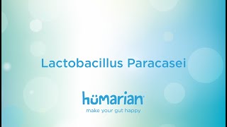 Lactobacillus Paracasei [upl. by Rola]