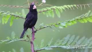 Nicaraguan SeedFinch [upl. by Ewen]