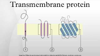 Transmembrane protein [upl. by Annerahs]