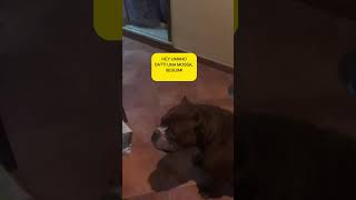 Ma é normale che sta cosuzza nica debba comandarmi cosi 😫 icerubacuori americanbully superstar [upl. by Atram]