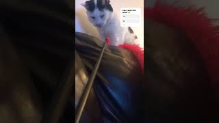 My obese cat funny comedy [upl. by Ranzini]