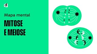 MITOSE E MEIOSE  Divisão Celular  Quer que desenhe [upl. by Dong]