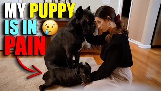 My Puppy Is In Pain  Cane Corso Puppy [upl. by Sana]