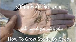 How To Grow Stevia Seeds  اسٹیویا کے بیج کیسے اگائیں [upl. by Salhcin239]