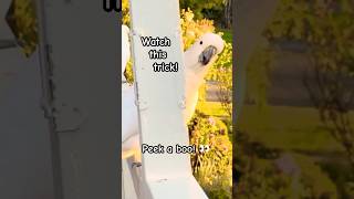 Cockatoo PeekaBoo Trick birds parrot tricks reaction [upl. by Yelsehc653]