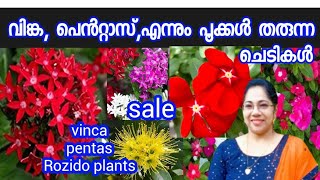 Vinca pentas ചെടികൾ combosaleplants for sale Jasmins world [upl. by Donnamarie861]