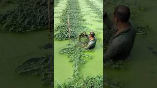 Harvesting Water MIMOSA on a Pond satisfying HappyFarm85 [upl. by Ahsienod]