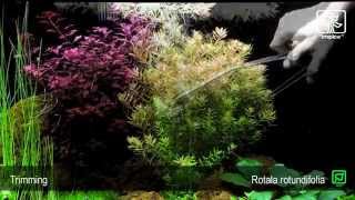 Rotala rotundifolia [upl. by Patricia]