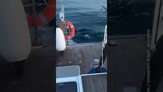 Orcas attack boats near Spain [upl. by Sitrik]