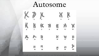 Autosome [upl. by Rocker792]