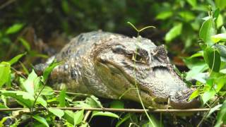 Laguna Lodge Tortuguero [upl. by Bethanne]