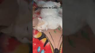 seizures in catscat veternarian vetcare veterinarymedicine [upl. by Nolat969]