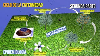 2 ANTRACNOSIS EN CÍTRICOS EPIDEMIOLOGÍA Y CICLO DE LA ENFERMEDAD [upl. by Mendie231]