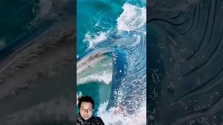 ocean whale dolphin shark fishing gameofthrones humpbackwhale [upl. by Eidok]