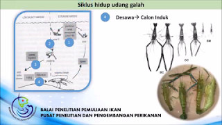 siklus hidup udang galah  life cycle of Macrobrachium rosenbergii [upl. by Odracer]