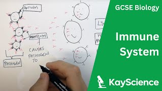 The Immune System  GCSE Biology  kaysciencecom [upl. by Evelyn]