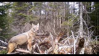 Winter Wildlife trail camera vids [upl. by Baldwin]