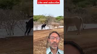 🦁Cornered at the Waters Edge The Antelopes Dilemma Ckb Goat Farmviralvideo animals [upl. by Braynard648]